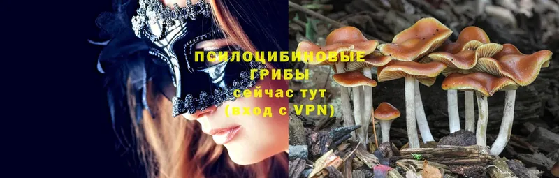 Галлюциногенные грибы Cubensis  закладки  Каменка 